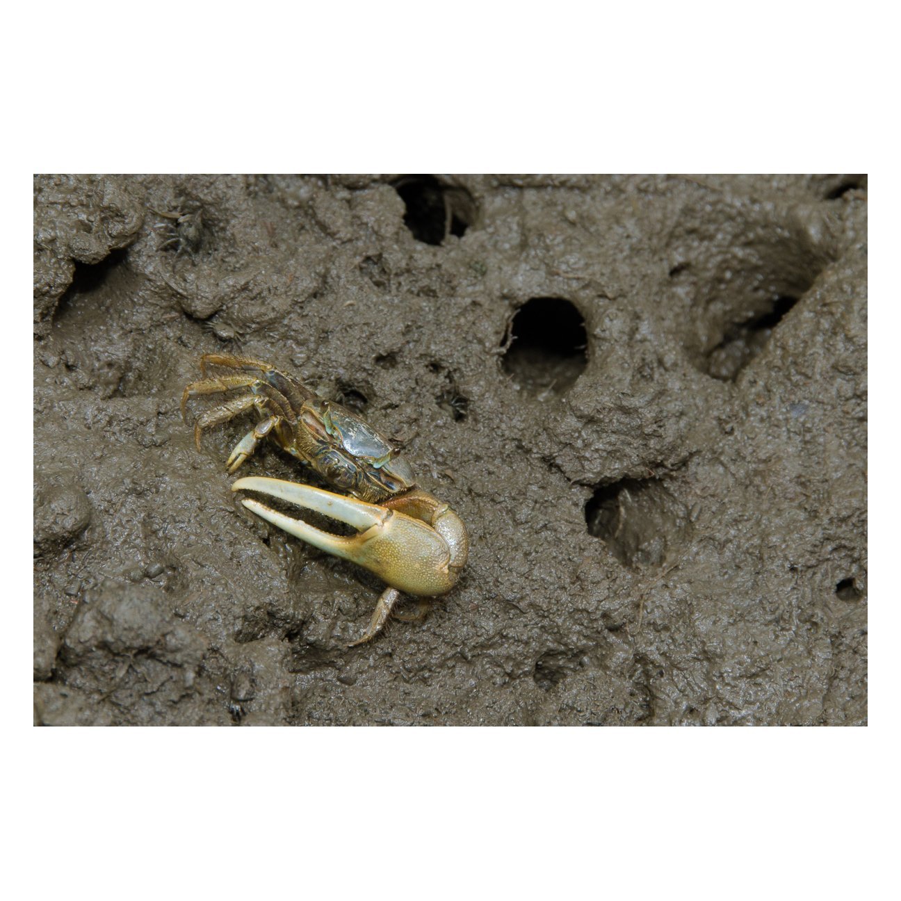 Fiddler Crab Animal / Wildlife Photograph Fine Art Canvas & Unframed Wall Art Prints  - PIPAFINEART