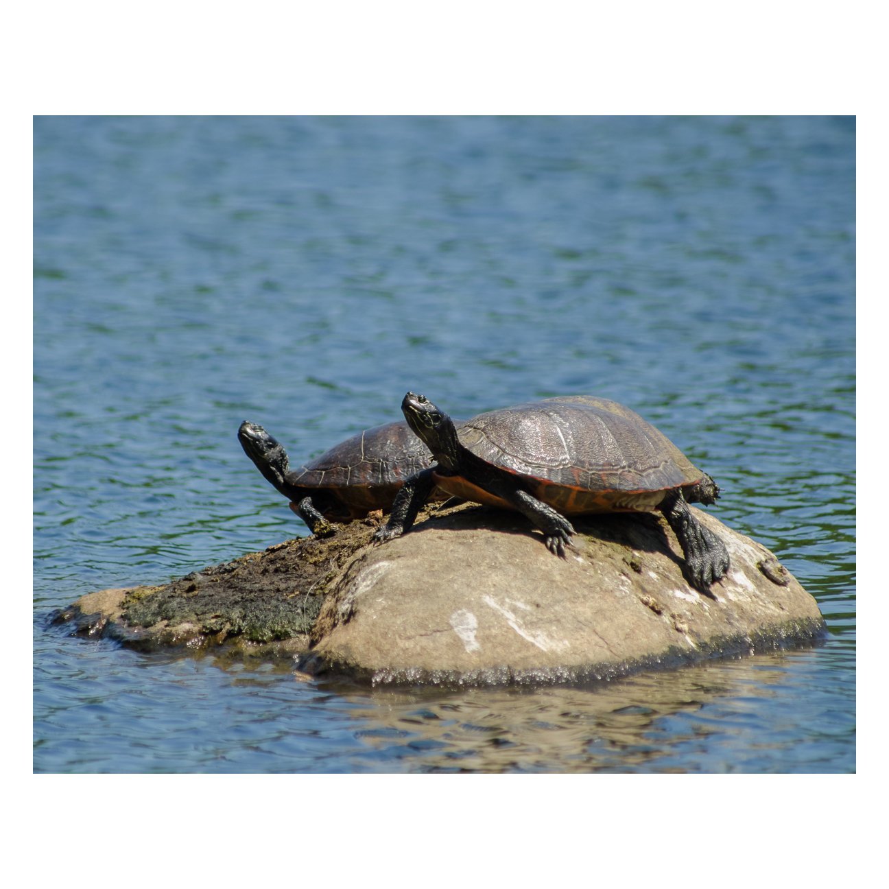 Sunshine Rock with Turtles Animal / Wildlife Photograph Fine Art Canvas & Unframed Wall Art Prints - PIPAFINEART