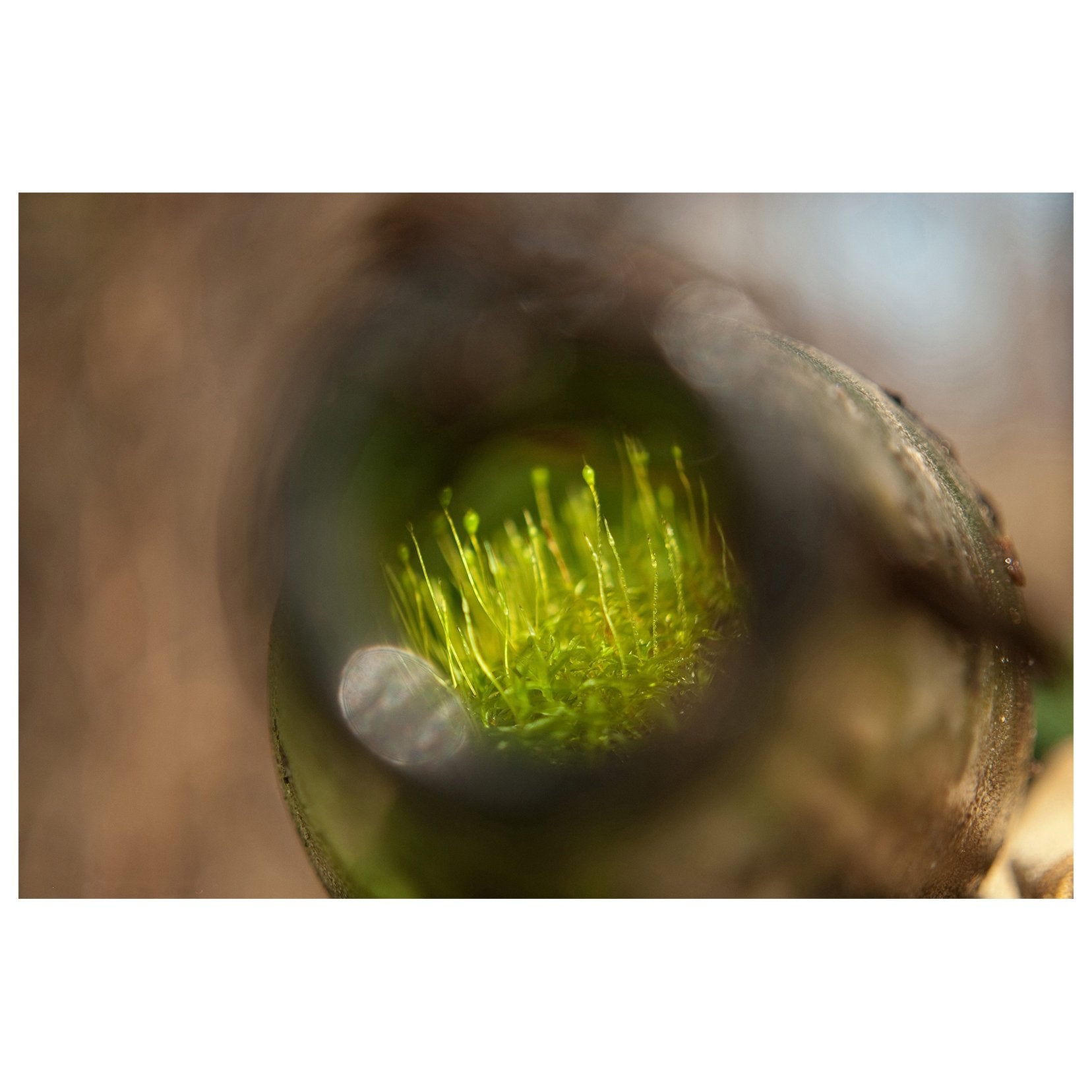 Life in a Bottle Abstract Photo Fine Art Canvas & Unframed Wall Art Prints  - PIPAFINEART