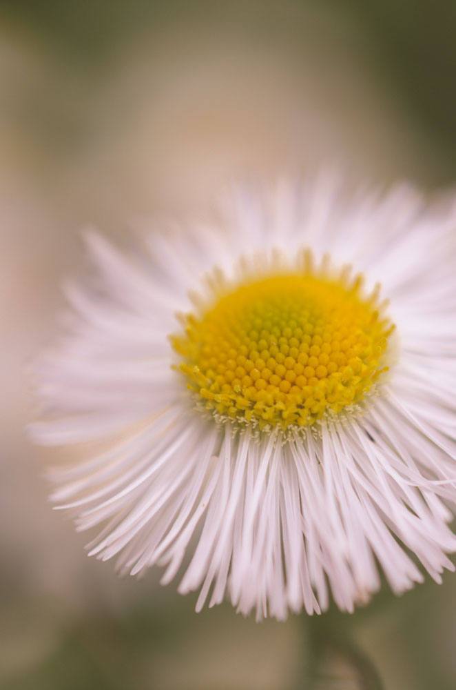 Philadelphia Fleabane Single Bloom Floral Photo Fine Art Canvas Wall Art Prints  - PIPAFINEART