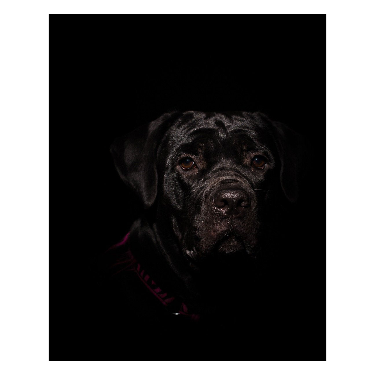 Cane Corso Puppy Low Key Animal / Dog Photograph Fine Art Canvas & Unframed Wall Art Prints  - PIPAFINEART