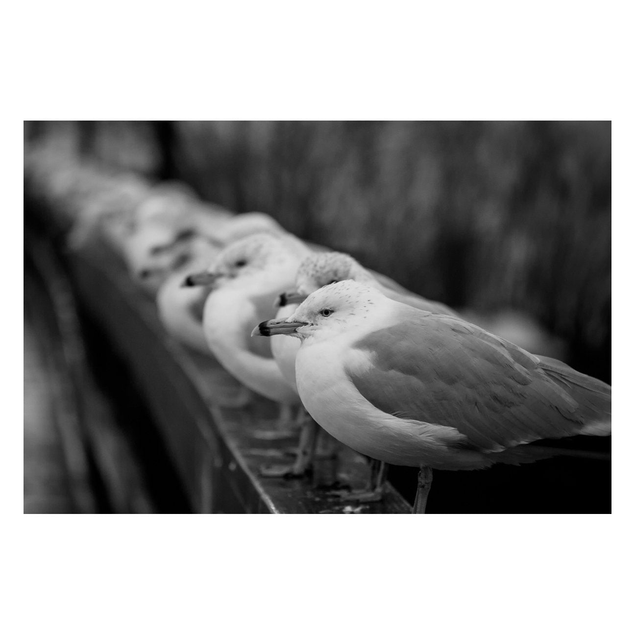 Gull King Animal / Wildlife Black and White Photograph Fine Art Canvas & Unframed Wall Art Prints - PIPAFINEART