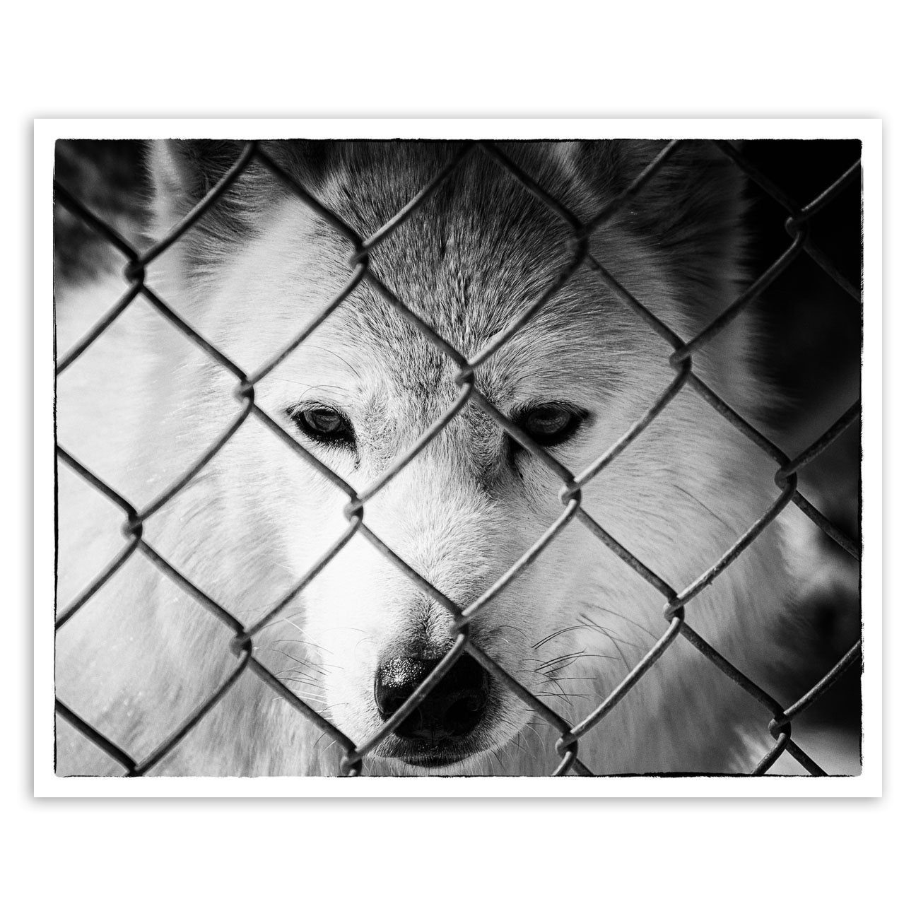 Dreams of Freedom in Black and White Animal / Wildlife Photograph Fine Art Canvas & Unframed Wall Art Prints  - PIPAFINEART