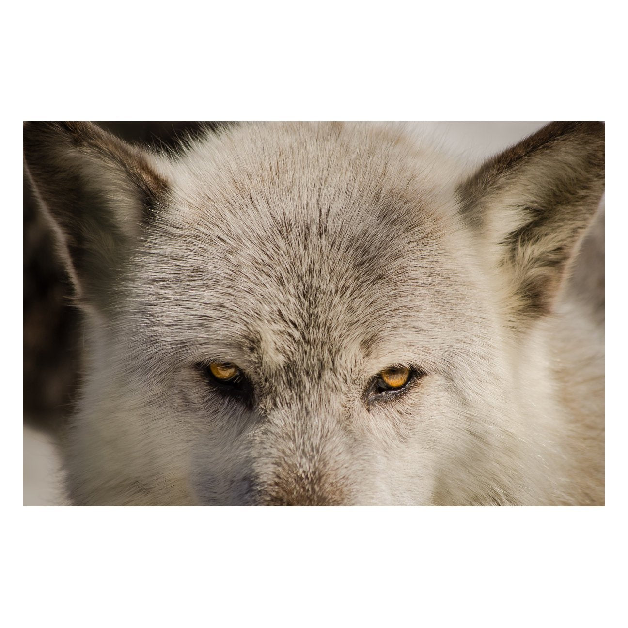 Wolf Eyes Animal / Wildlife Photograph Fine Art Canvas & Unframed Wall Art Prints - PIPAFINEART