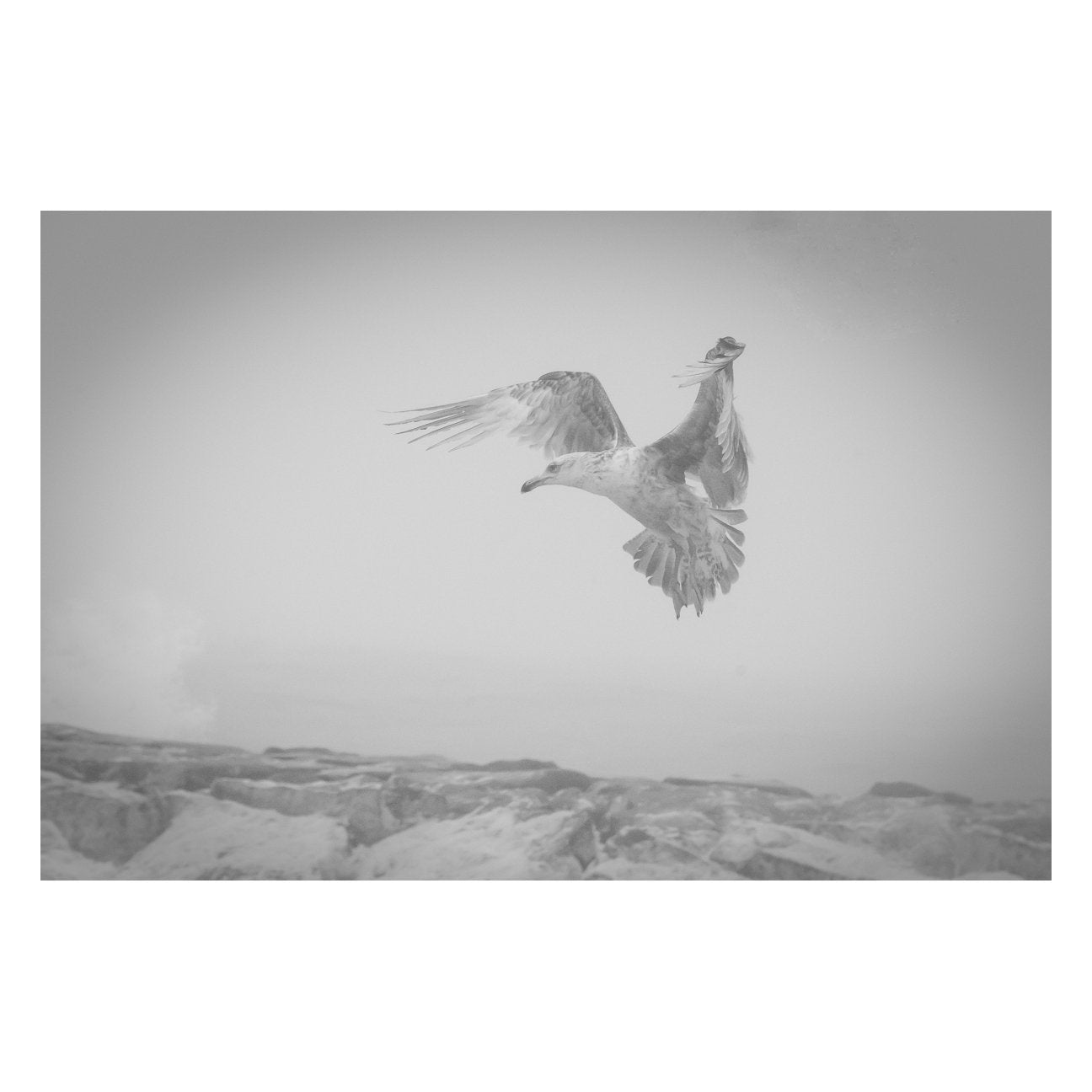 Gull in the Mist - Black and White Animal / Wildlife Photograph Fine Art Canvas & Unframed Wall Art Prints - PIPAFINEART
