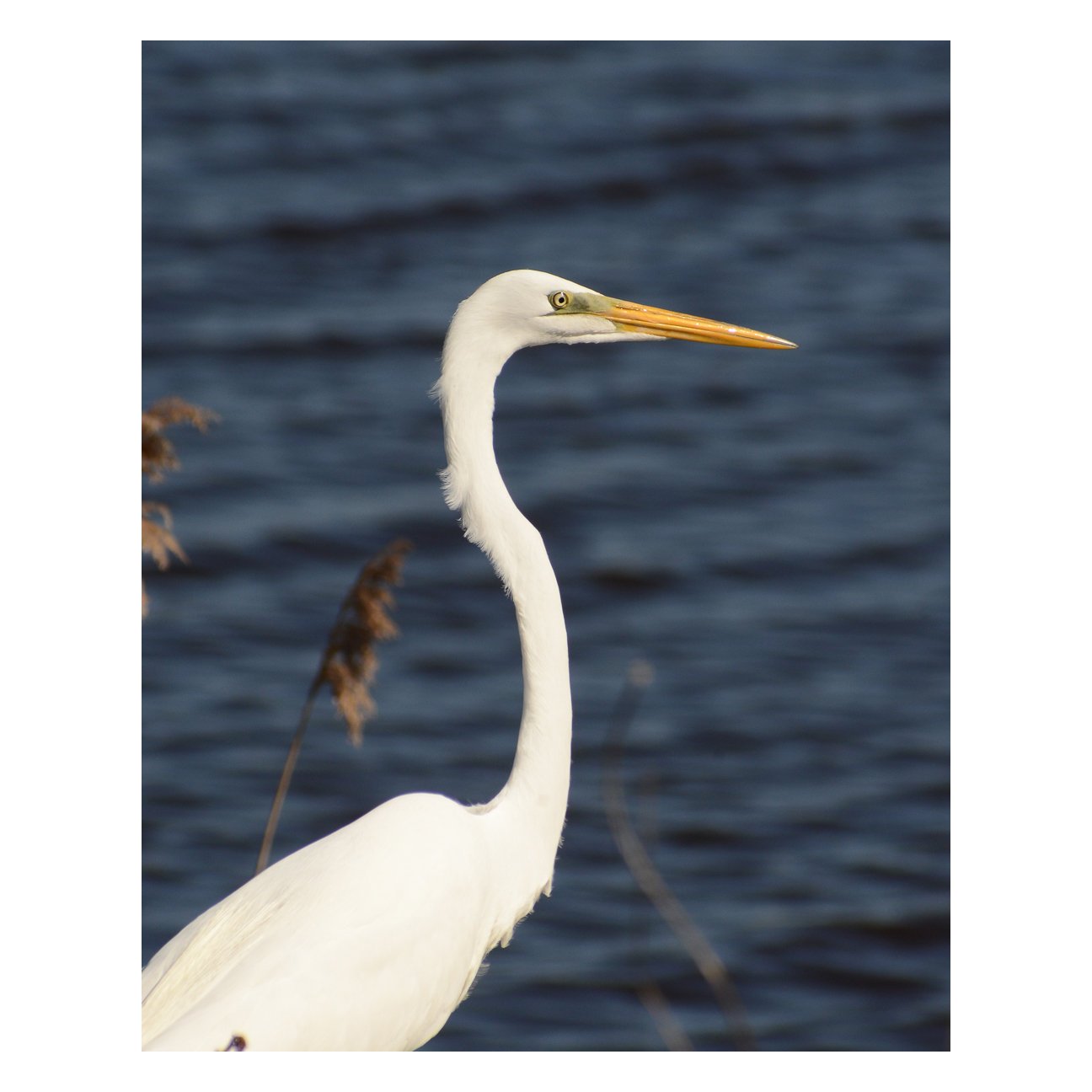 Great White Egret Animal / Wildlife Photograph Fine Art Canvas & Unframed Wall Art Prints - PIPAFINEART