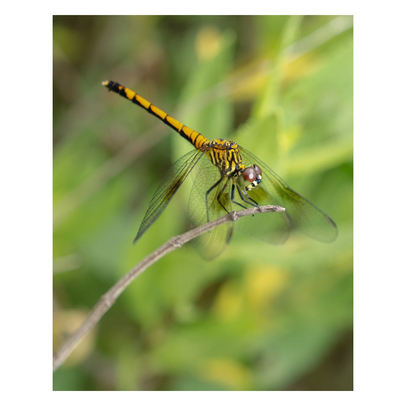 Dragonfly Animal / Wildlife Photograph Fine Art Canvas & Unframed Wall Art Prints - PIPAFINEART