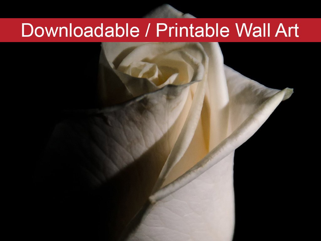 White Rose Low Key Floral Nature Photo DIY Wall Decor Instant Download Print - Printable - PIPAFINEART