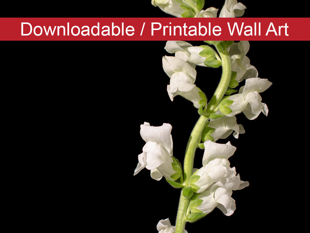 White Snapdragons Against Black Floral Nature Photo DIY Wall Decor Instant Download Print - Printable - PIPAFINEART