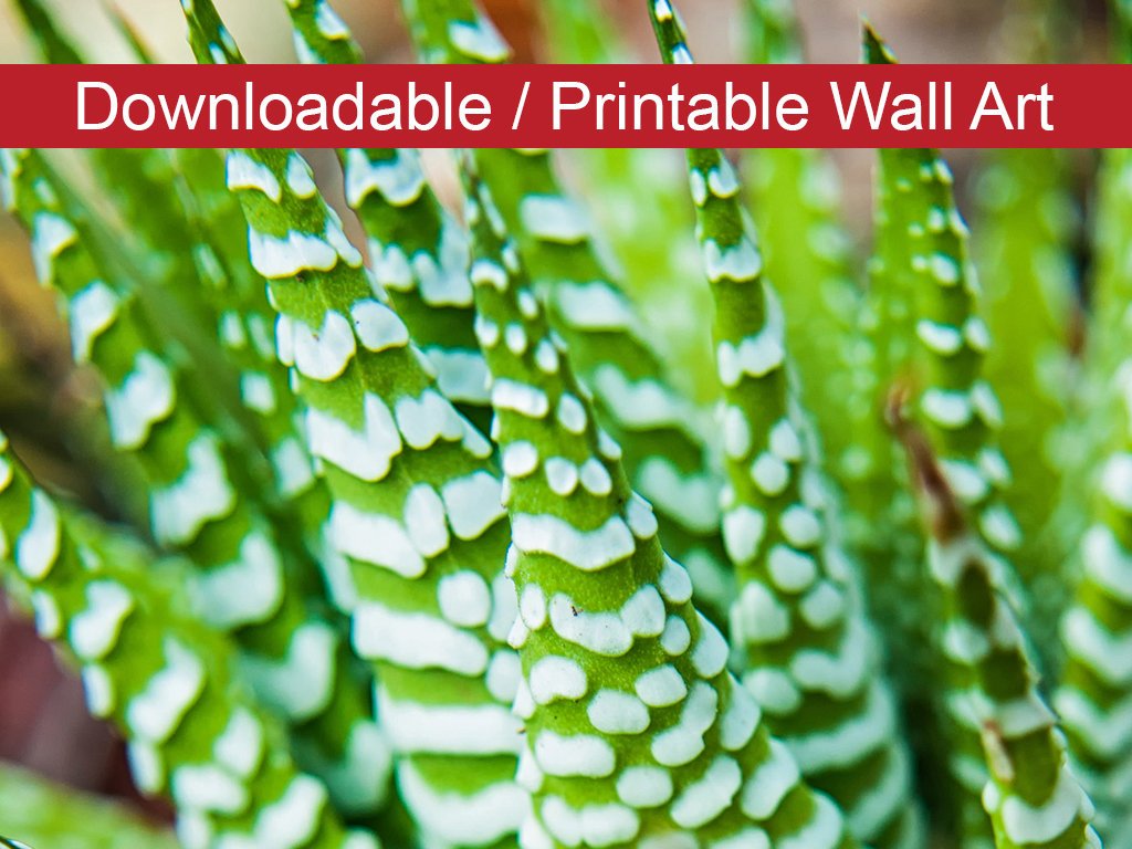 Succulent 2 Botanical Nature Photo DIY Wall Decor Instant Download Print - Printable - PIPAFINEART