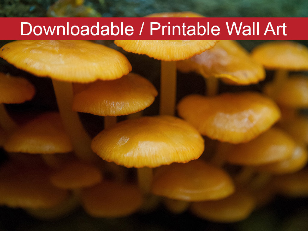 Mushroom Family Botanical Nature Photo DIY Wall Decor Instant Download Print - Printable - PIPAFINEART
