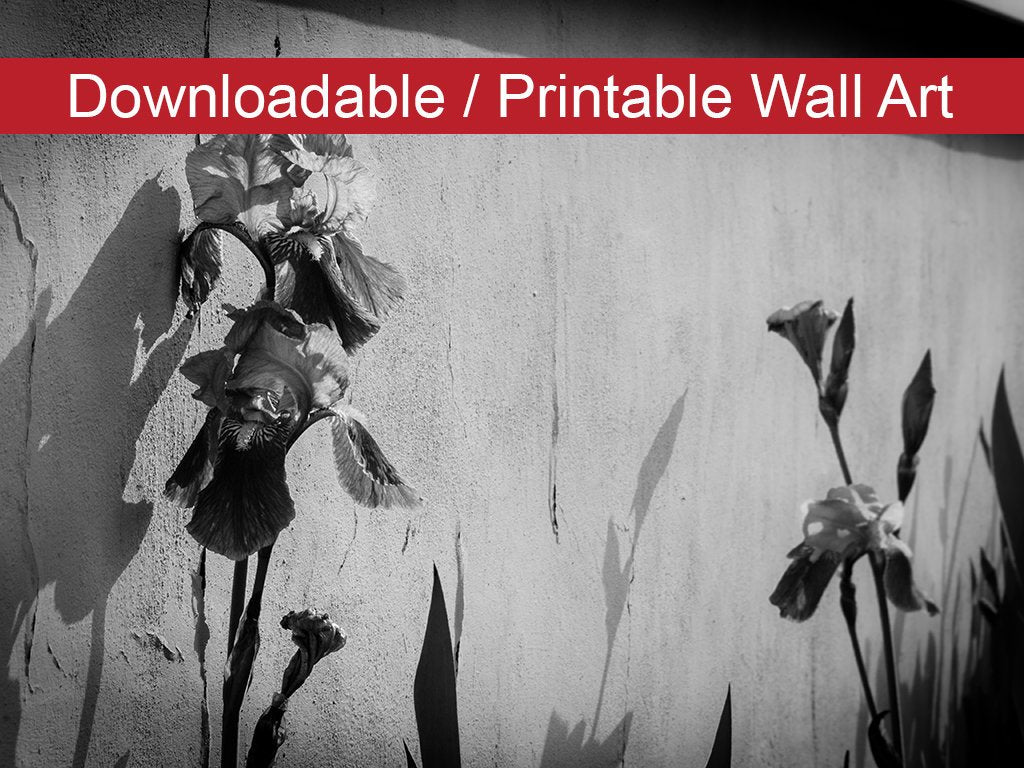 Iris on Wall in Black and White Floral Nature Photo DIY Wall Decor Instant Download Print - Printable - PIPAFINEART