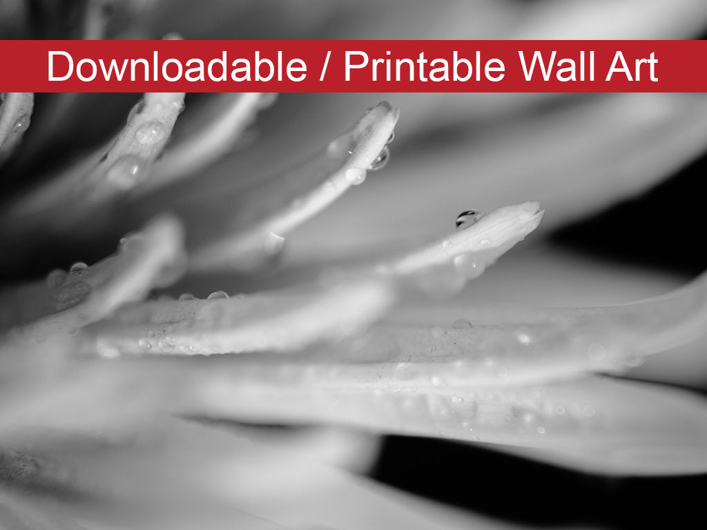 Droplets on Petals in Black and White Floral Nature Photo DIY Wall Decor Instant Download Print - Printable - PIPAFINEART