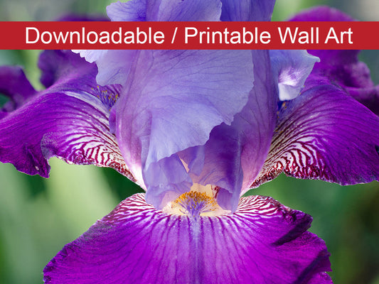 Wayfair Bedroom Wall Decor: Glowing Iris Floral Nature Photo DIY Wall Decor Instant Download Print - Printable  - PIPAFINEART