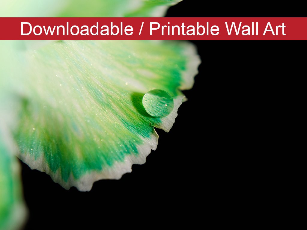 Water Droplet on Carnation Petal DIY Wall Decor Instant Download Print - Printable Wall Art - PIPAFINEART