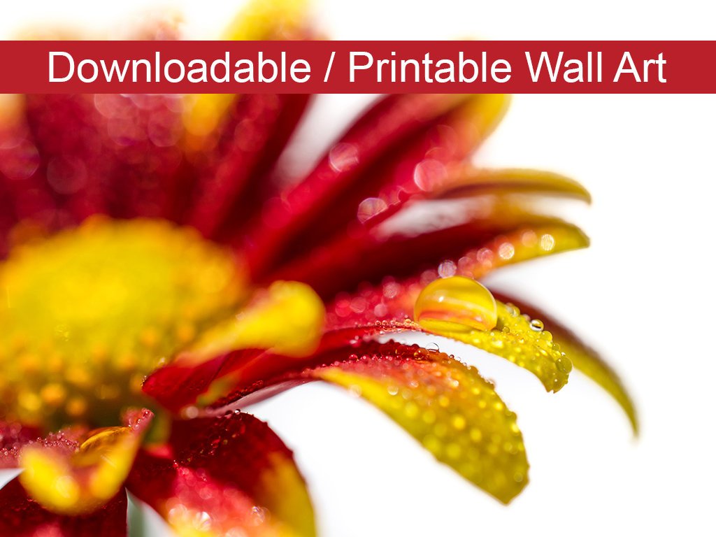 Water Droplets On Mum Petals Floral Nature Photo DIY Wall Decor Instant Download Print - Printable - PIPAFINEART