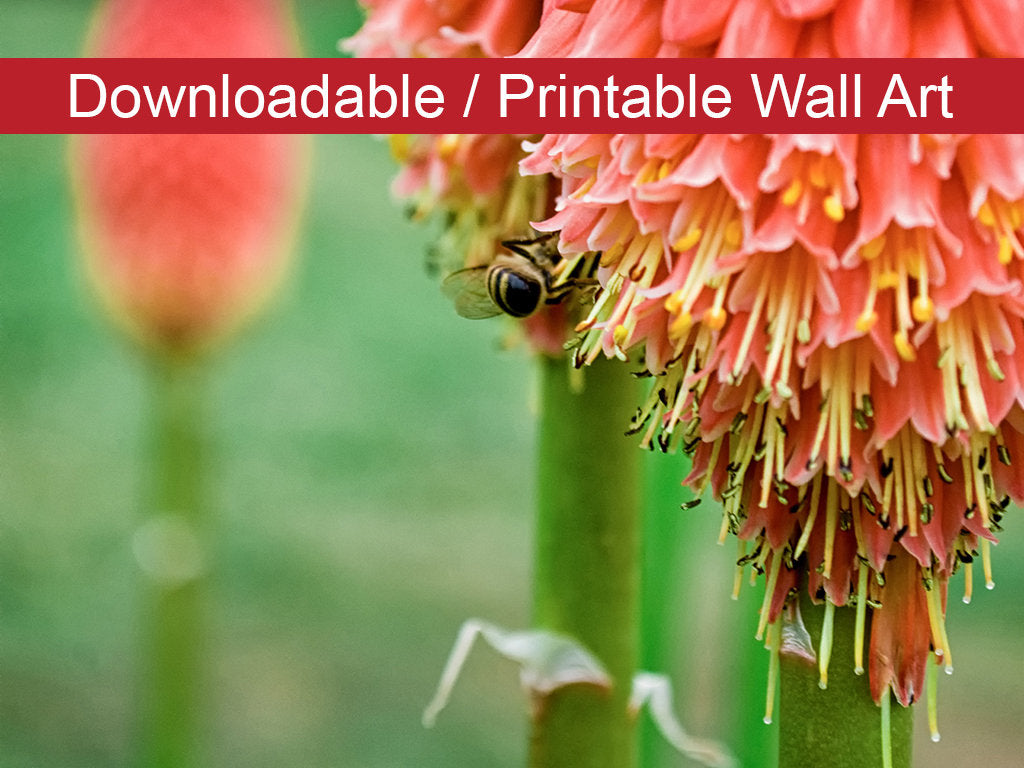Red Hot Pokers Floral Nature Photo DIY Wall Decor Instant Download Print - Printable - PIPAFINEART