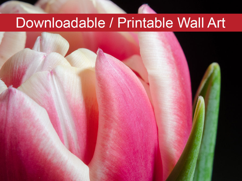Pink and White Tulip Floral Nature Photo DIY Wall Decor Instant Download Print - Printable - PIPAFINEART