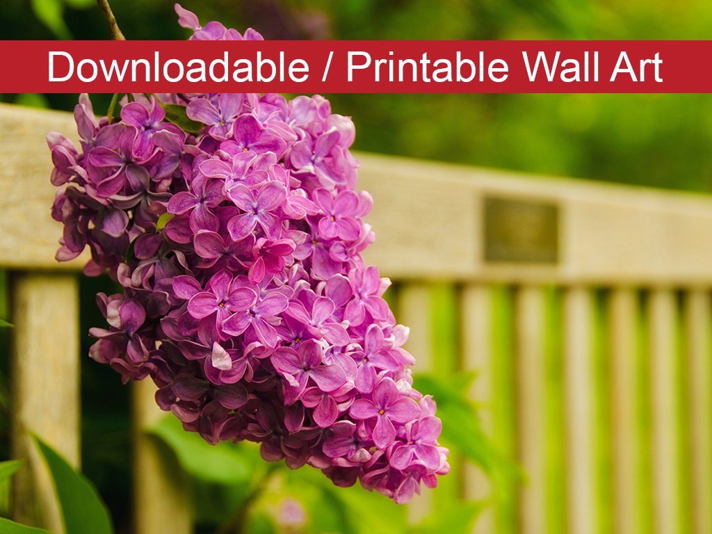 Park Bench with Lilac Floral Nature Photo DIY Wall Decor Instant Download Print - Printable - PIPAFINEART