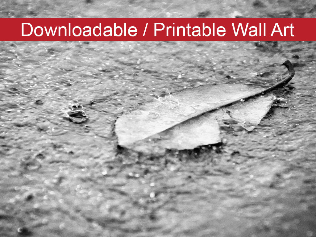 Fallen Leaf in the Rain Black & White DIY Wall Decor Instant Download Print - Printable  - PIPAFINEART