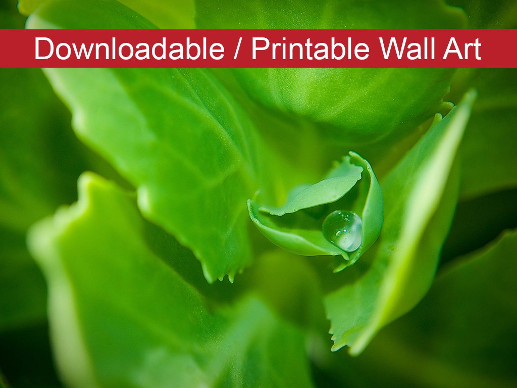 Cupped Droplet Botanical Nature Photo DIY Wall Decor Instant Download Print - Printable - PIPAFINEART