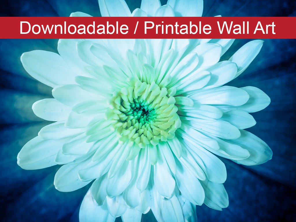 Brilliant Flower Floral Nature Photo DIY Wall Decor Instant Download Print - Printable - PIPAFINEART