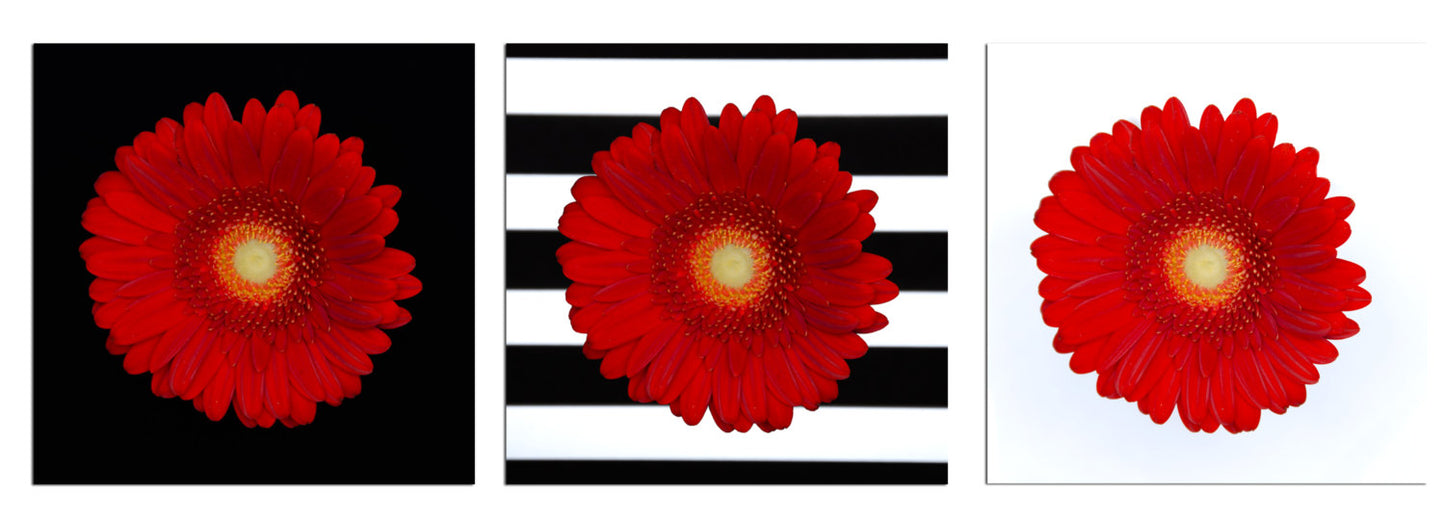 Gerbera Daisy Collection Limited Edition Signed Canvas Gallery Wraps - Fine Art Nature Photograph - PIPAFINEART