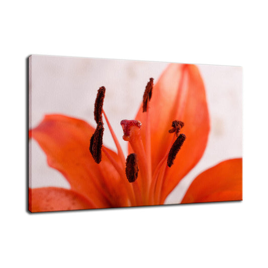 Lily Stigma Nature / Floral Photo Fine Art Canvas Wall Art Prints  - PIPAFINEART