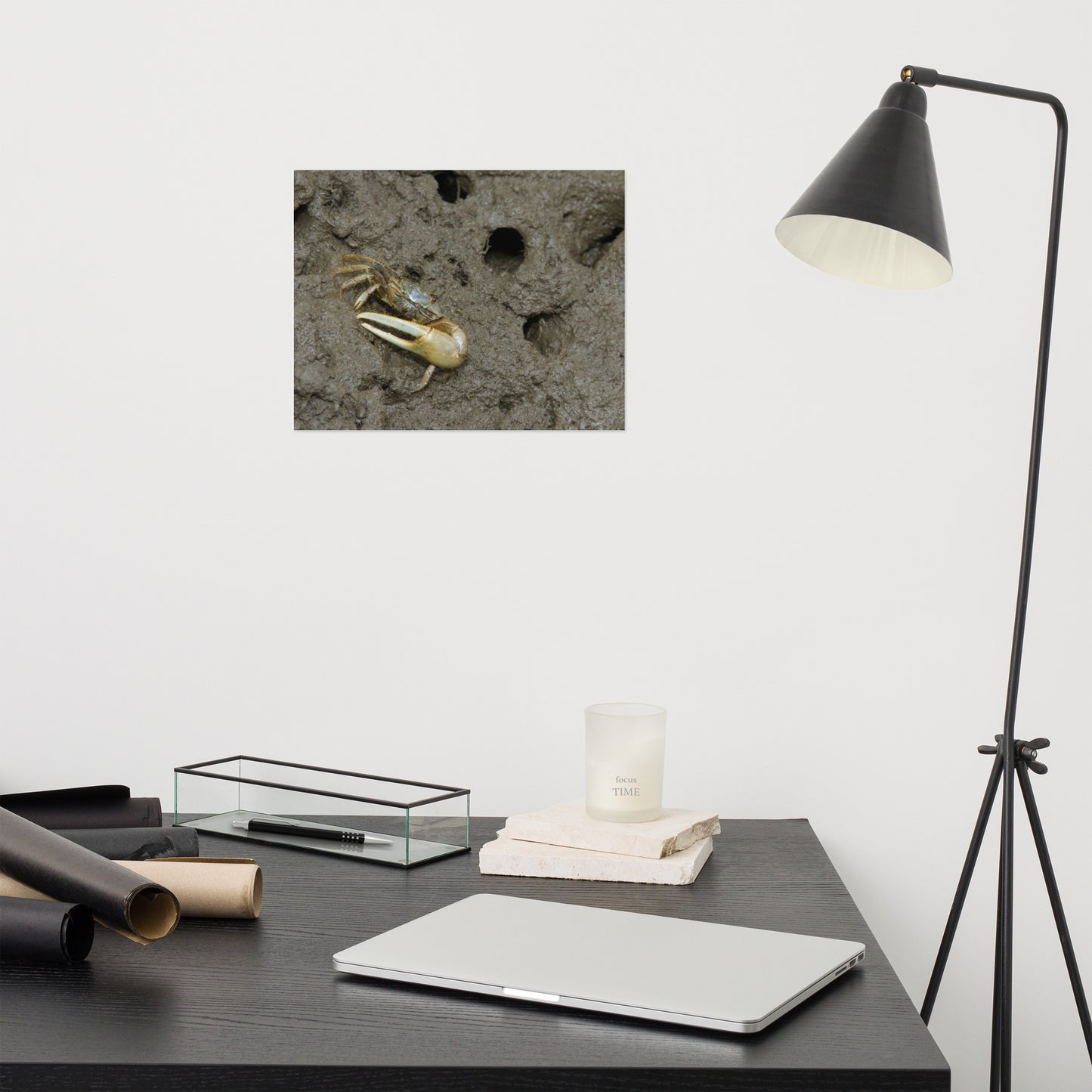 Fiddler Crab Marine Life / Wildlife / Animal Photograph Loose Wall Art Print
