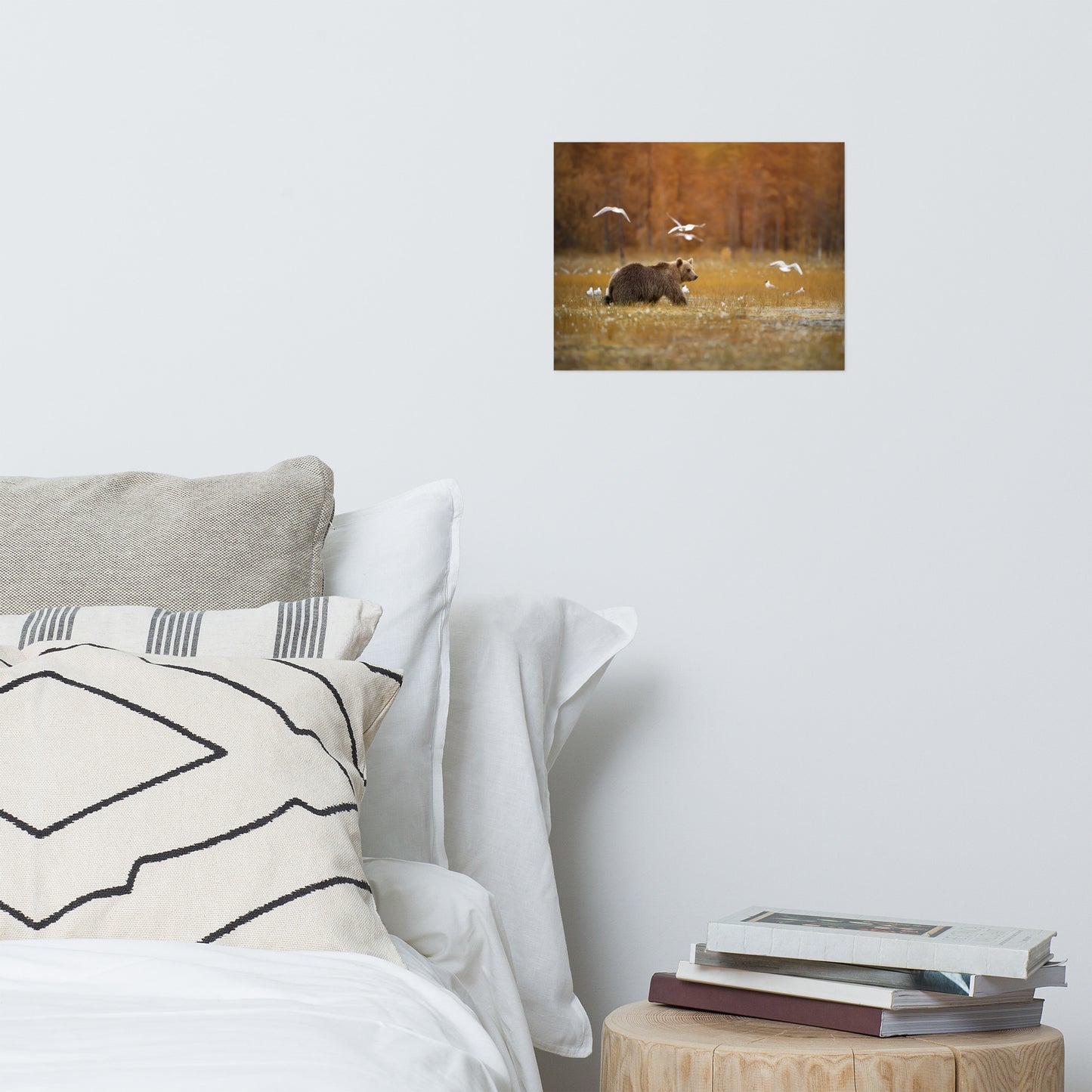 Big Brown Bear Crossing The Marshlands Wildlife Photo Loose Wall Art Prints