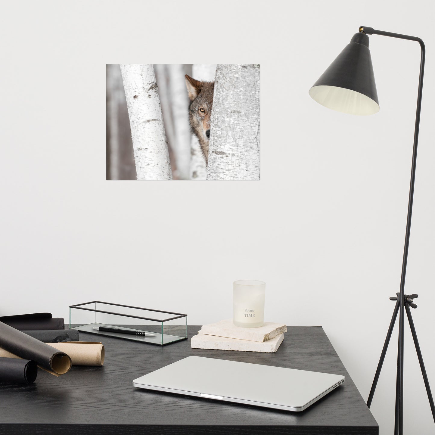 Hiding Wolf Behind Birch Tree In The Forest Rustic Farmhouse Style Animal Wildlife Nature Photograph Loose Wall Art Print