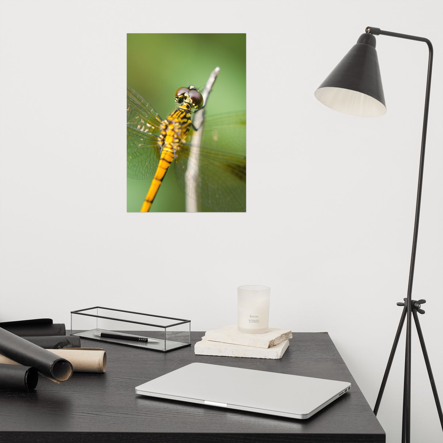 Dragonfly at Bombay Hook Farmhouse Style Wildlife Photograph Loose Wall Art Print