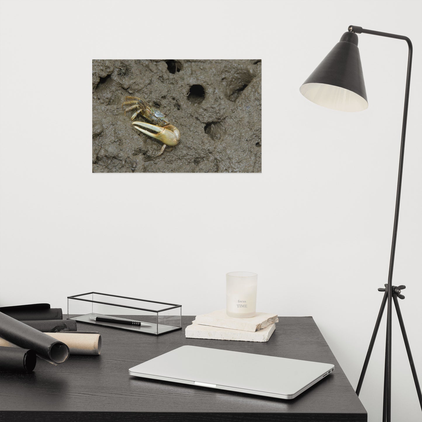Fiddler Crab Marine Life / Wildlife / Animal Photograph Loose Wall Art Print