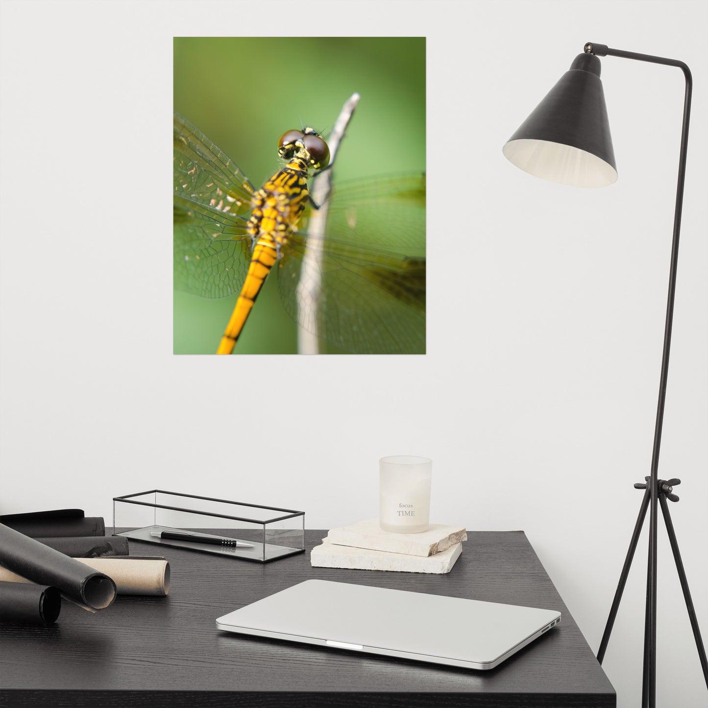 Dragonfly at Bombay Hook Farmhouse Style Wildlife Photograph Loose Wall Art Print