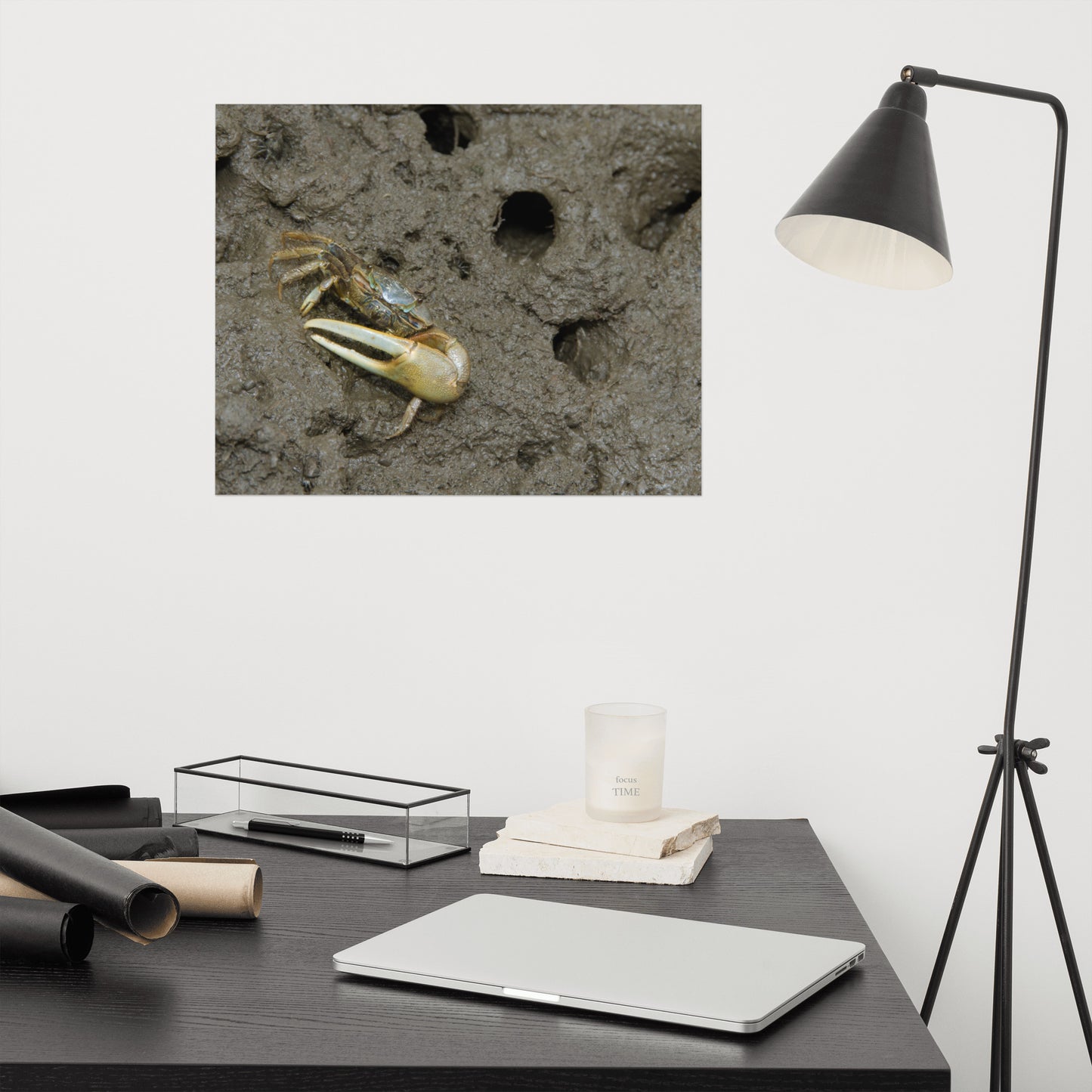 Fiddler Crab Marine Life / Wildlife / Animal Photograph Loose Wall Art Print
