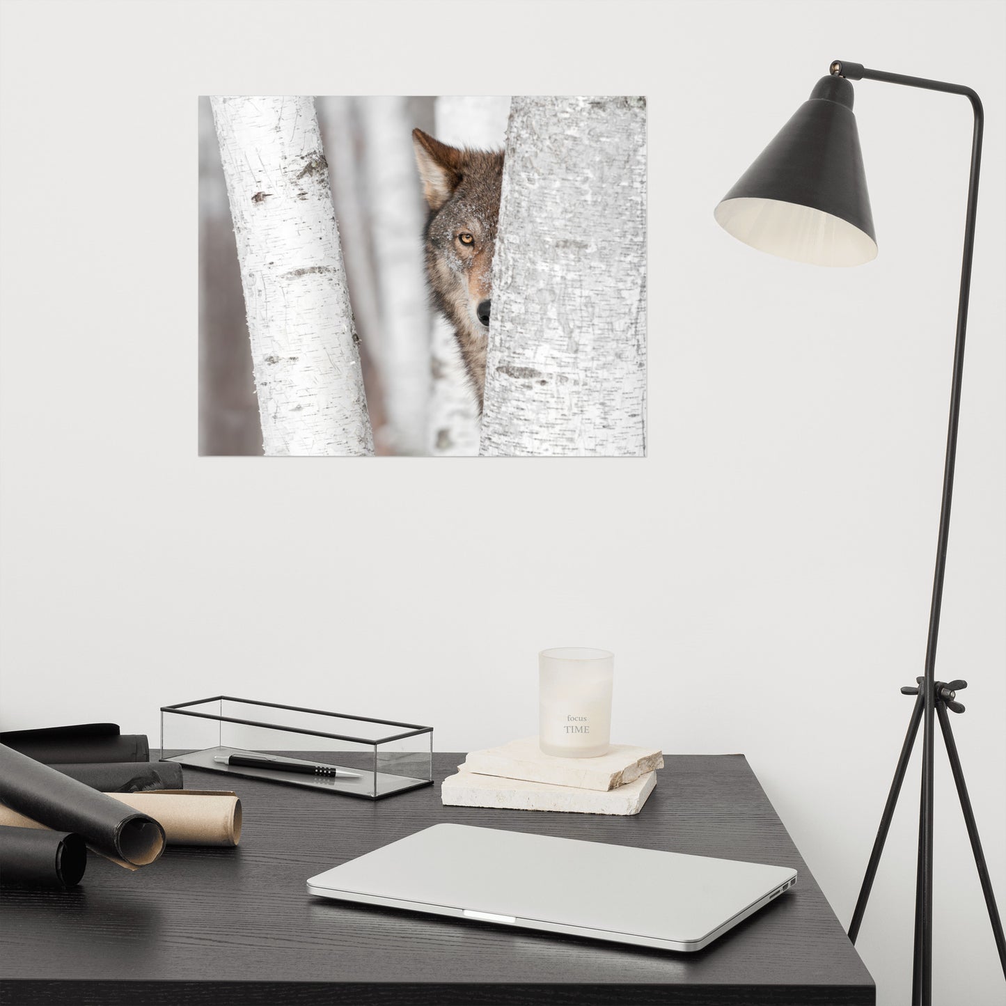 Hiding Wolf Behind Birch Tree In The Forest Rustic Farmhouse Style Animal Wildlife Nature Photograph Loose Wall Art Print