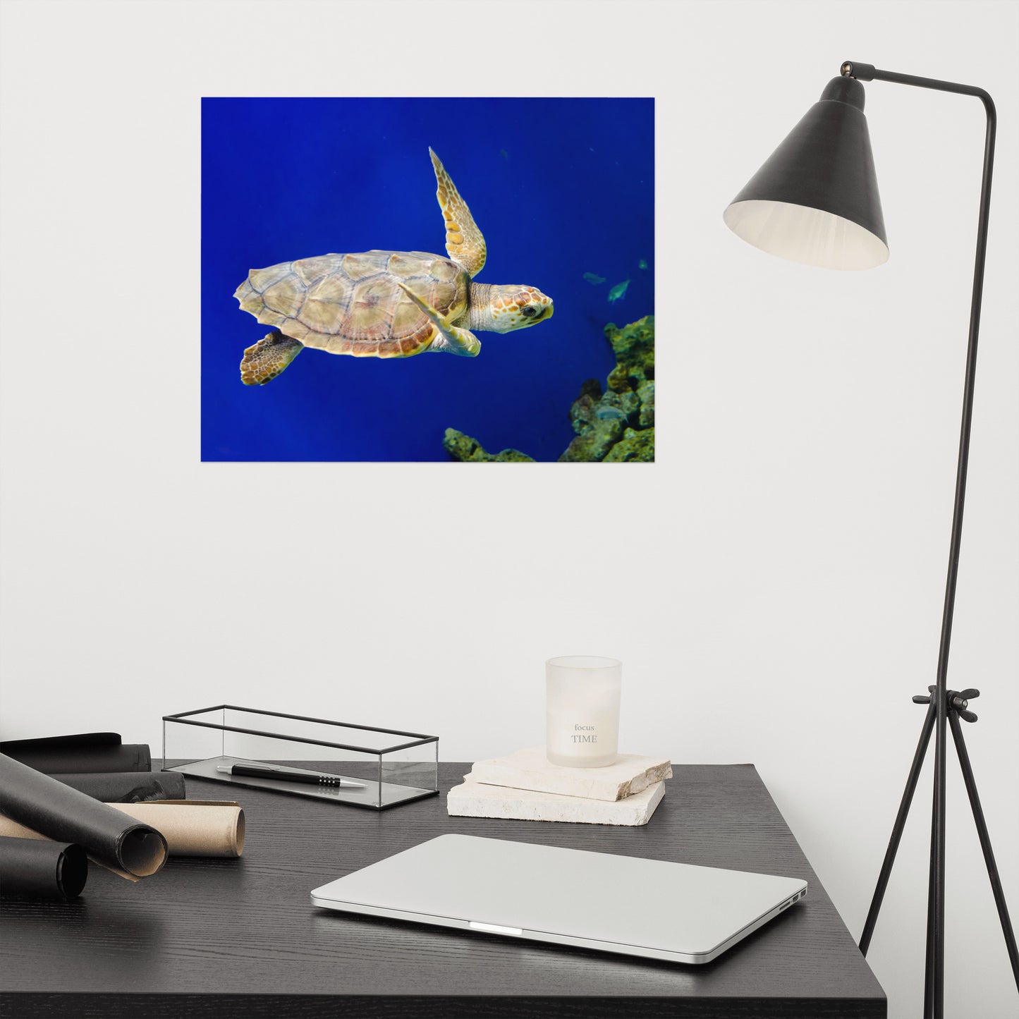 Sea Turtle 1 Animal / Wildlife Photograph Loose Wall Art Print