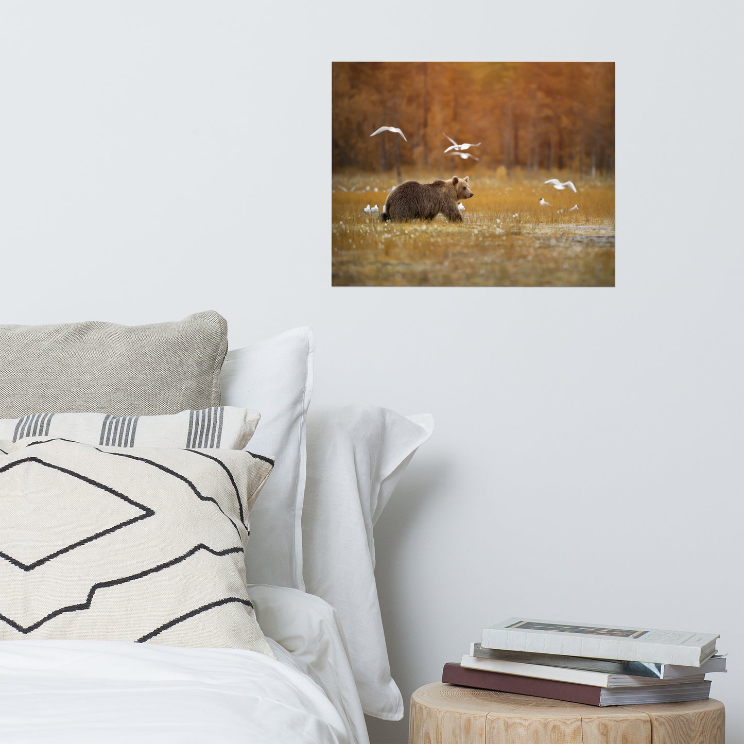 Big Brown Bear Crossing The Marshlands Wildlife Photo Loose Wall Art Prints