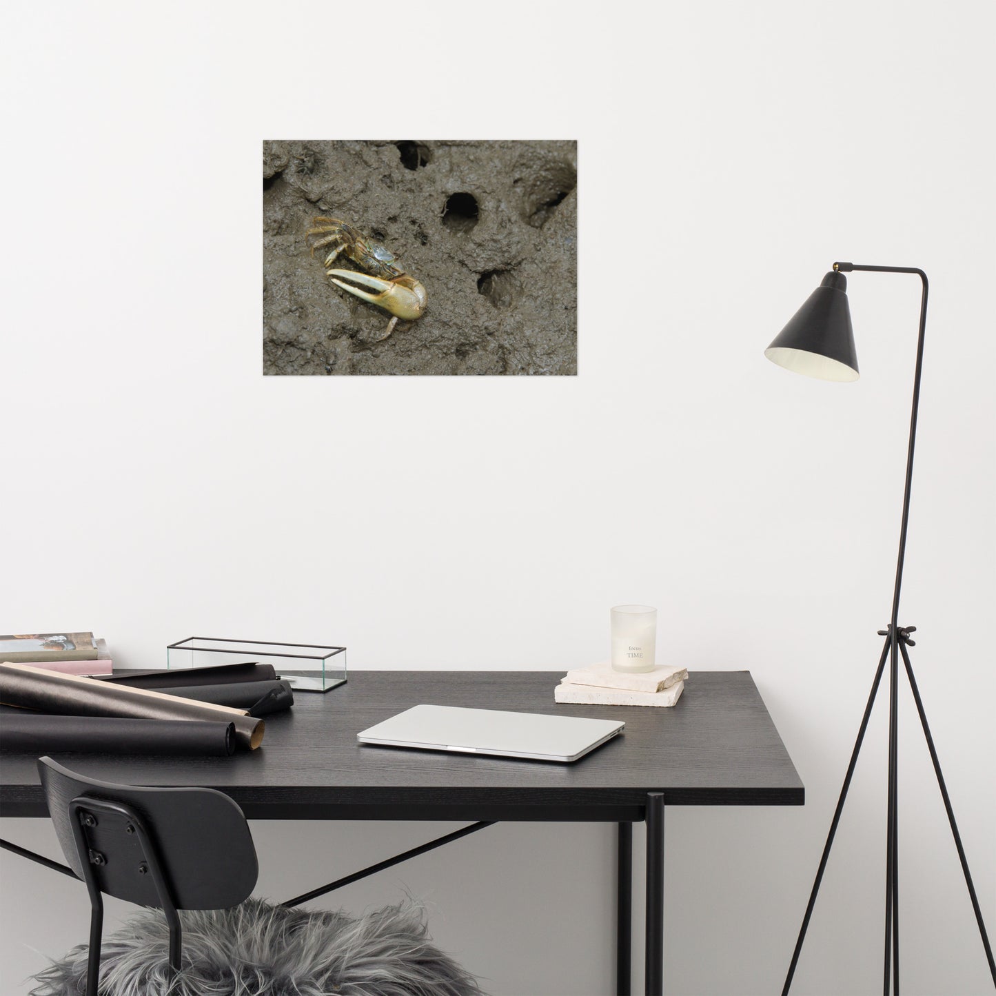 Fiddler Crab Marine Life / Wildlife / Animal Photograph Loose Wall Art Print