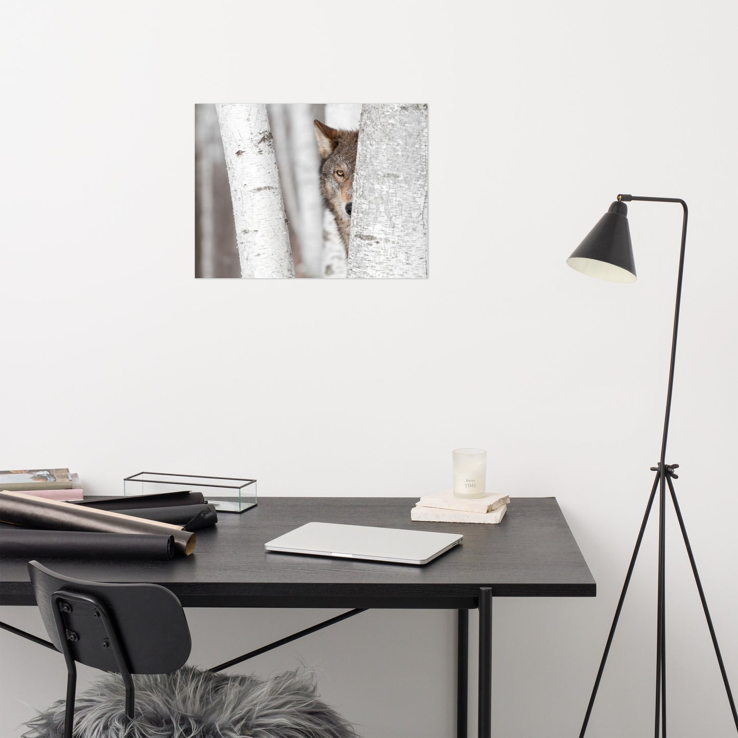 Hiding Wolf Behind Birch Tree In The Forest Rustic Farmhouse Style Animal Wildlife Nature Photograph Loose Wall Art Print