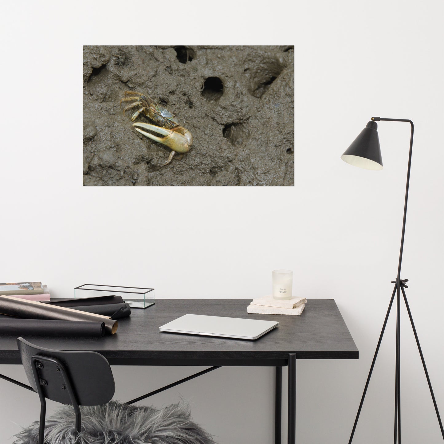 Fiddler Crab Marine Life / Wildlife / Animal Photograph Loose Wall Art Print