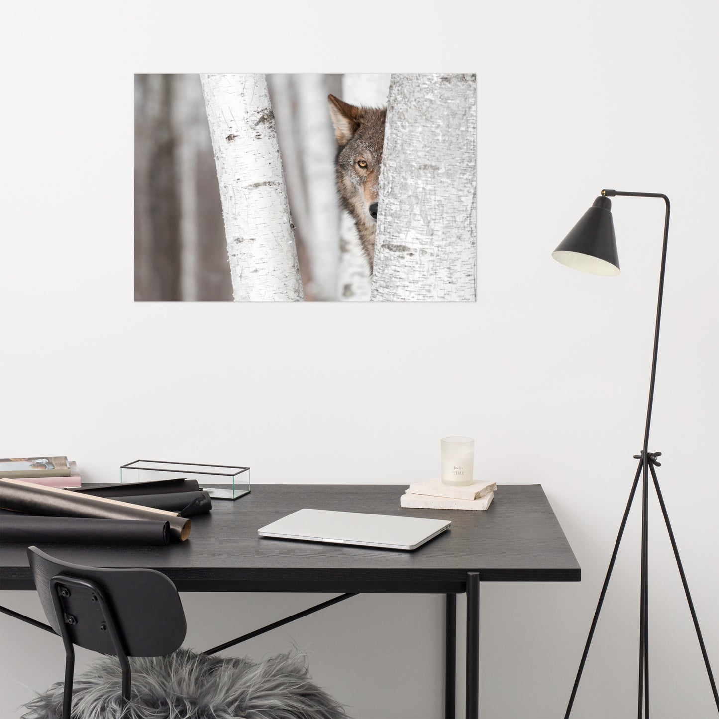 Hiding Wolf Behind Birch Tree In The Forest Rustic Farmhouse Style Animal Wildlife Nature Photograph Loose Wall Art Print
