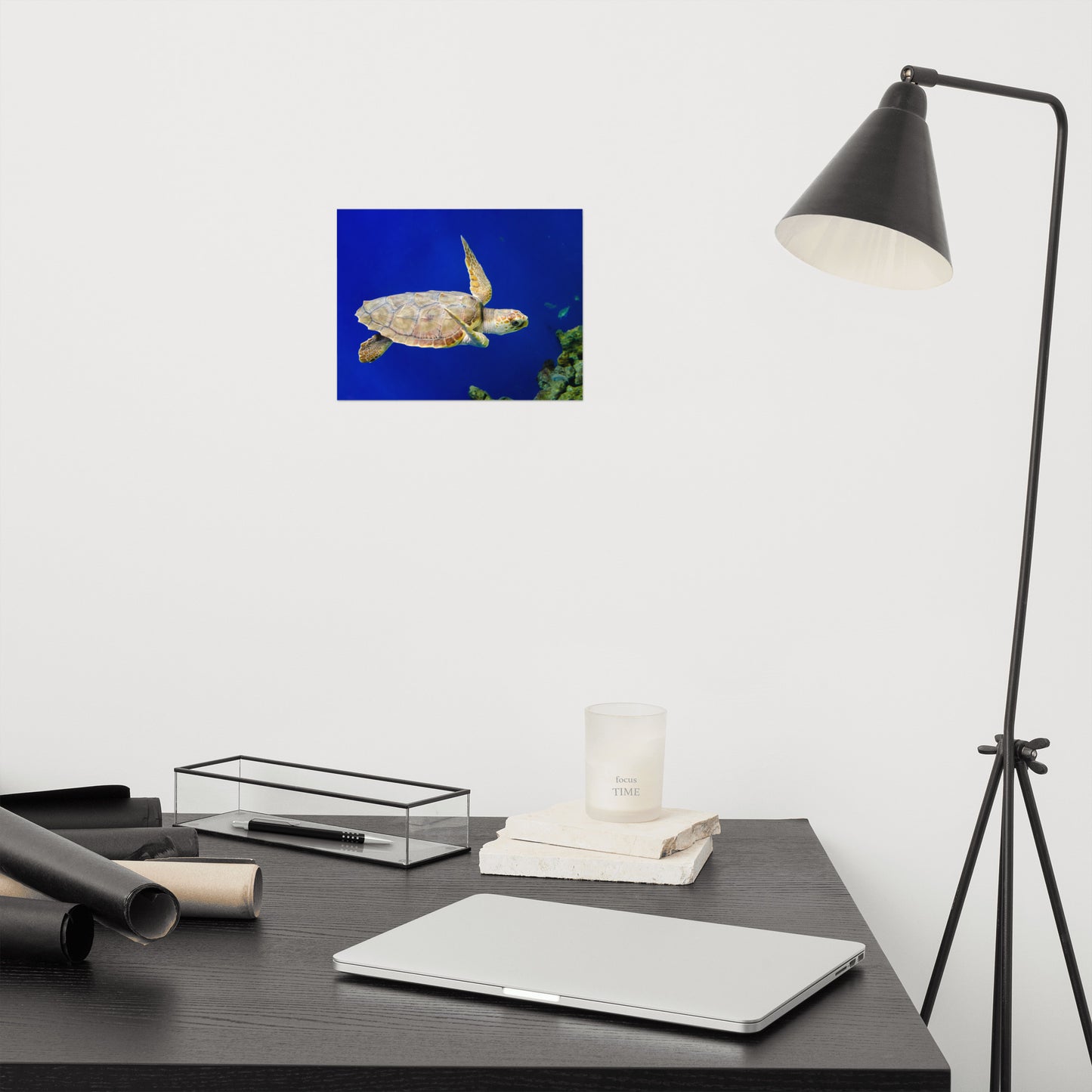 Sea Turtle 1 Animal / Wildlife Photograph Loose Wall Art Print