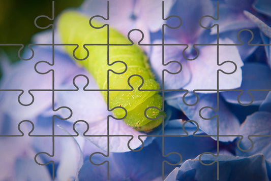 Larva on Hydrangea Nature Photograph Digital Jigsaw Puzzle