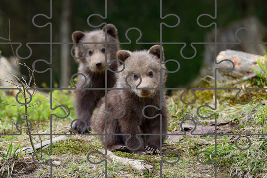 Baby Brown Bear Cubs In Forest Wildlife Photograph Digital Jigsaw Puzzle