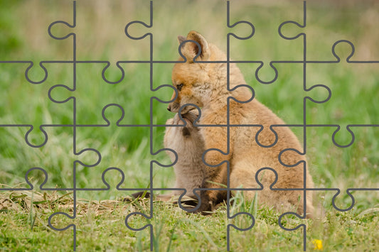 Baby Red Foxes Sibling Kisses Wildlife Photograph Digital Jigsaw Puzzle