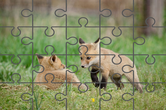 Baby Red Foxes Coming to Get You Wildlife Photograph Digital Jigsaw Puzzle