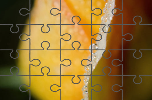 Dew on Yellow Rose Floral Botanical Nature Photograph Jigsaw puzzle Outline