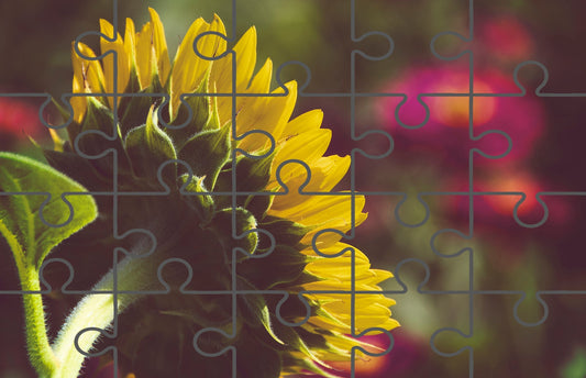 Digital Puzzle: Dramatic Backside of Sunflower Grain Nature / Floral Photo