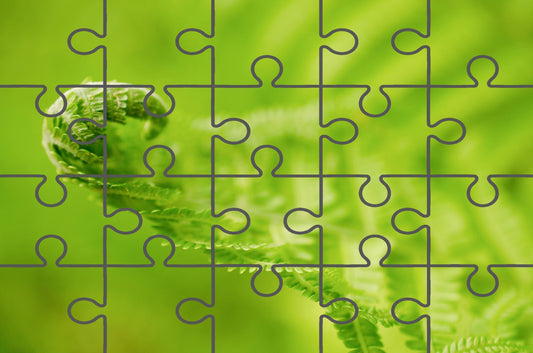 Fern Curl Nature Photography Free Online Jigsaw Puzzle